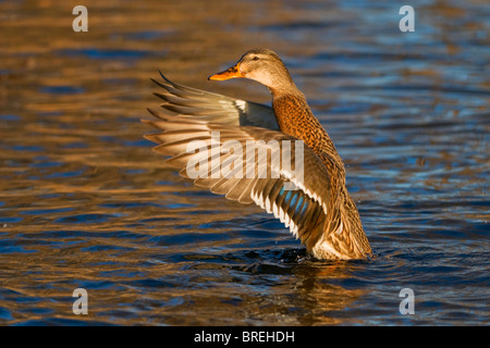 Mallard (Anas platyrhynchos), female flapping its wings, Tiveden National Park, Sweden, Scandinavia, Europe Stock Photo