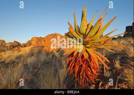 Aloe in the Quiver Tree forest at the Garas Camp, near Keetmanshoop, Namibia, Africa Stock Photo