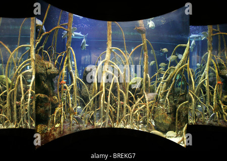large blue fish tank aquarium with fish and eels swimming Stock Photo