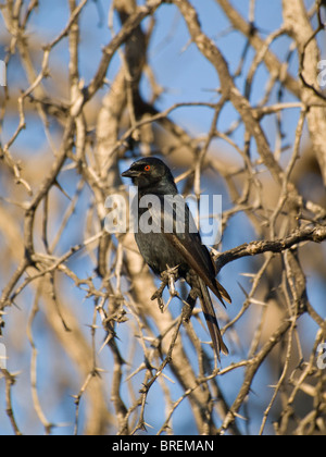 Pale-winged Starling (Onychognathus nabouroup) in the Waterberg National Park, Namibia, Africa Stock Photo