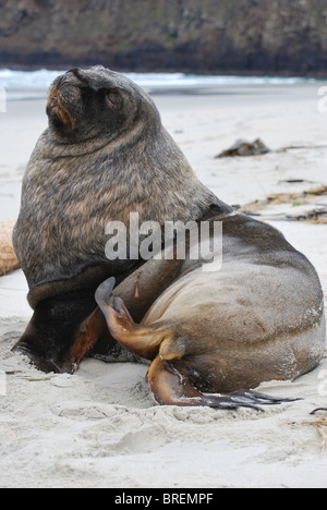 Male New Zealand Sea Lion at Sandfly Bay, New Zealand. Stock Photo