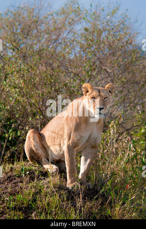Lioness, Panthera leo, Masai Mara National Reserve, Kenya, Africa Stock Photo
