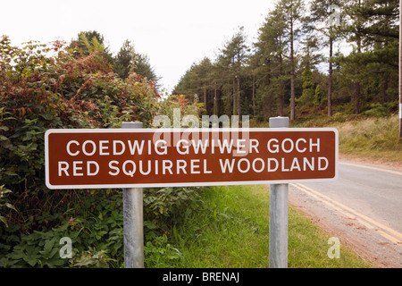 Bilingual Red Squirrel woodland sign in Welsh and English by entrance to Newborough Forest, Isle of Anglesey, North Wales, UK, Britain Stock Photo