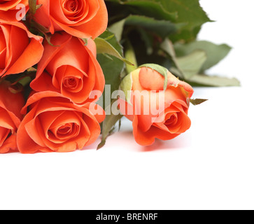 Bouquet of orange roses isolated on a white background with copyspace Stock Photo