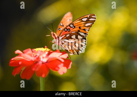 monarch butterfly stopped on a zinnia flower and getting ready to eat Stock Photo