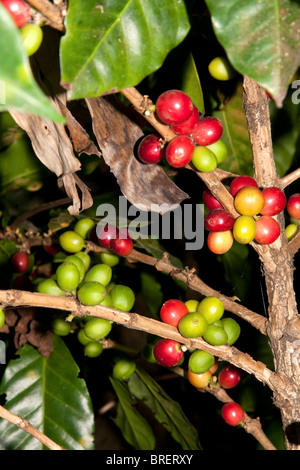 Coffee berries grow on a coffea arabica plantation in San Rafael de Heredia, Costa Rica. Stock Photo