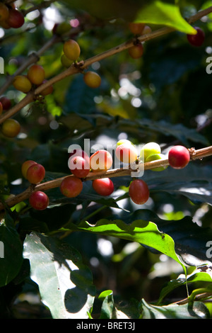 Coffee berries grow on a coffea arabica plantation in San Rafael de Heredia, Costa Rica. Stock Photo