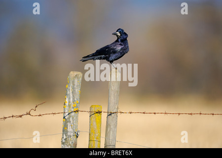 Rook (Corvus frugilegus) on a perch, pasture fence, Swabian Alb, Baden-Wuerttemberg, Germany, Europe Stock Photo