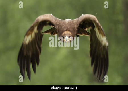Golden Eagle (Aquila chrysaetos) in flight. Stock Photo