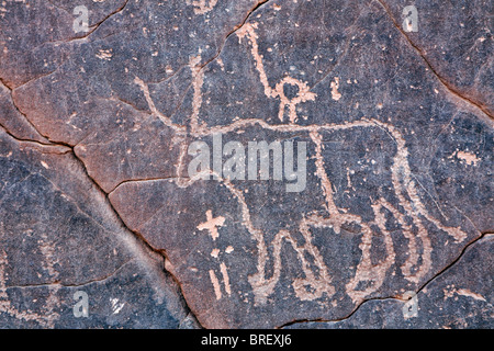 Horned cow, engraved rock art in the Akakus Mountains, Sahara Desert, Libya Stock Photo