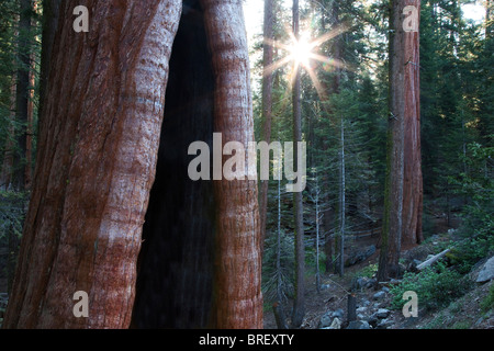 Burned out Giant Sequoia tree with sunburst in Grant Gove. Kings Canyon National Park, California Stock Photo