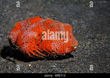 Red Puffer Fish, unidentified, on the sandy ocean floor, Gangga Island, Bangka Islands, North Sulawesi, Indonesia, Molukka Sea Stock Photo