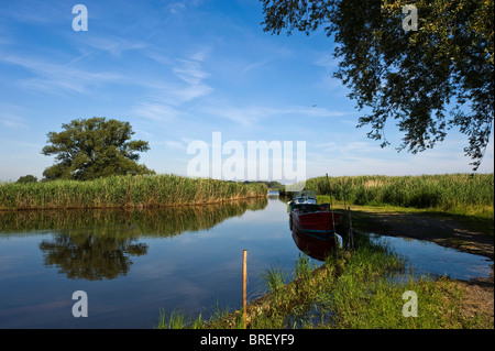 Nature Reserve, Rhine River Delta, Fussach, Bregenz, Vorarlberg, Austria, Europe Stock Photo