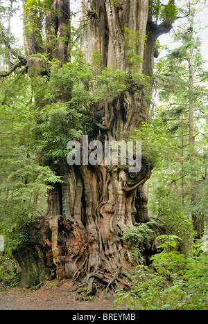 Giant tree near Kalaloch, Olympic Peninsula, Washington, USA Stock Photo