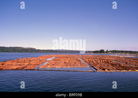 Log Boom, Georgia Strait, BC, British Columbia, Canada -  Logging and Forestry Industry Stock Photo