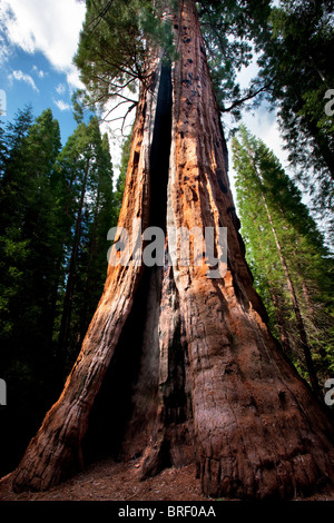 Boole tree. Kings Canyon National Park, California