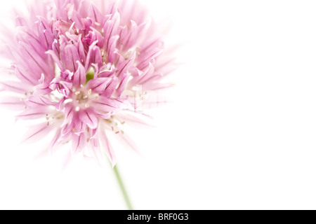Chive flower isolated on white with copyspace to the right Stock Photo