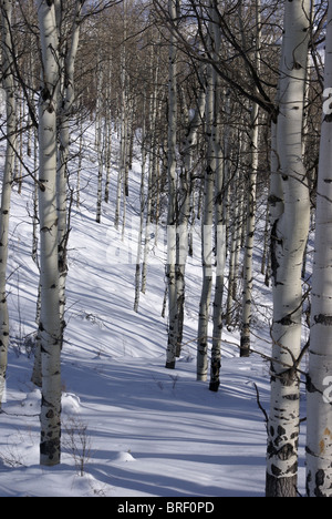 Winter, aspens in snow with blue sky, Cordillera, Colorado  Stock Photo