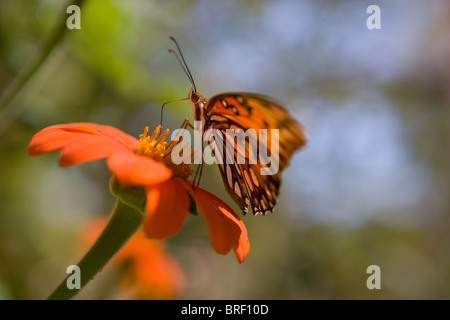 closeup of a black and orange monarch butterfly on a zinnia flower Stock Photo