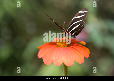 zebra butterfly drinking nectar from a zinnia flower, black and white stripes, peace, peaceful, nature delicate Stock Photo