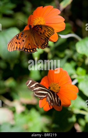 two butterflies drinking nectar on orange zinnia flowers, delicate, peaceful, monarch and zebra, turned left and right, vertical Stock Photo