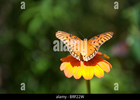 monarch butterfly resting on a zinnia flower in the sun Stock Photo