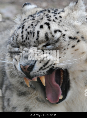 Snow leopard yawning Stock Photo