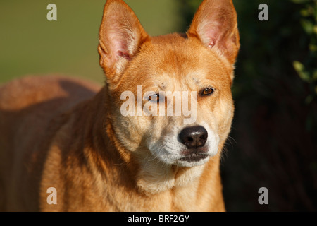 Healthy Mature Dog, Red Heeler (Australian Cattle Dog) mix portrait Stock Photo