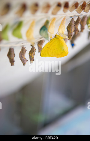 birth of a yellow butterfly.  emerging from a chrysalis, hanging among many cacoons of many colors. Stock Photo