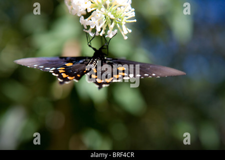 black and orange butterfly drinking nectar upside down, white butterfly flower Stock Photo