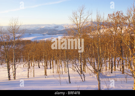 Winter sunset, aspens in snow with shadows, Cordillera, Colorado  Stock Photo