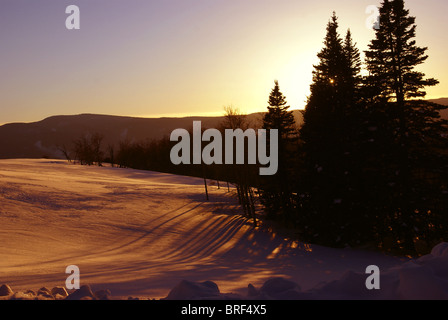 Winter sunset, aspens in snow with shadows, Cordillera, Colorado  Stock Photo