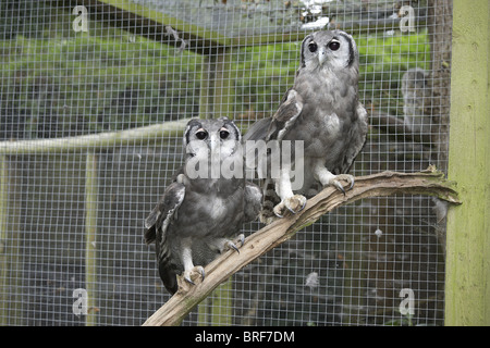 Milky eagle owl (bubo lacteus) perching on branch Stock Photo