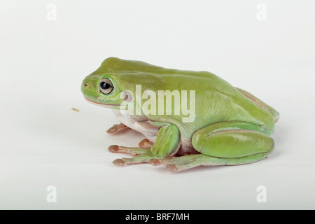 White’s tree frog (Litoria caerulea) against white background Stock Photo