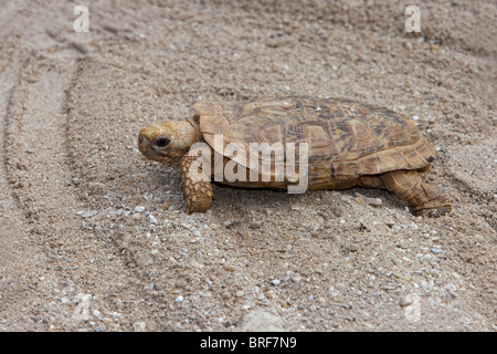 African pancake tortoise (Malacochersus tornieri) crawling on sand Stock Photo