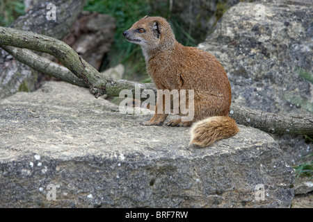 Yellow mongoose (Cynictis penicillata) sitting on rock Stock Photo