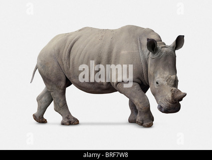 White Rhinoceros - Ceratotherium simum simum Stock Photo