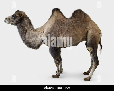 Bactrian camel- Camelus bactrianus Stock Photo