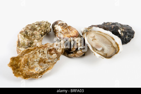 Oyster on white background, close-up Stock Photo