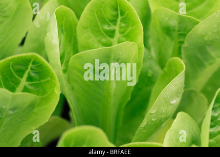 Little Gem lettuce, Lettuce (Lactuca sativa) is a temperate annual or biennial plant of the daisy family Asteraceae. Stock Photo