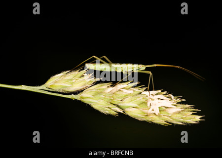 meadow plant bug (Leptopterna dolabrata) Stock Photo