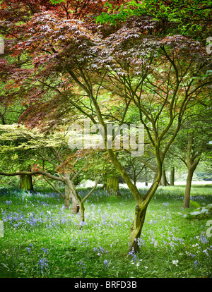 woodland view colorful leaves Stock Photo