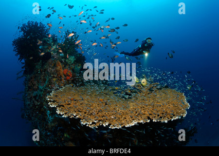 Reeftop with a large Table Coral (Acropora sp.), variety of reef fishes, scuba diver, Gangga Island, Bangka Islands