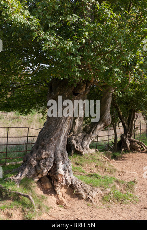 Field Maple, Acer campestre, Aceraceae Stock Photo - Alamy