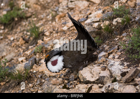 Male Dusky Grouse (Dendragapus obscurus) displaying feathers, Black Canyon of the Gunnison National Park, Montrose, Colorado, US Stock Photo