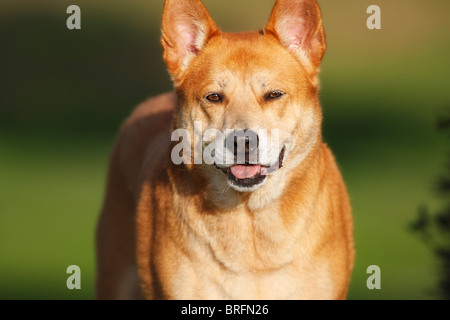 Mature Red Heeler (Australian Cattle Dog)  Mix Dog Looking at Camera Stock Photo