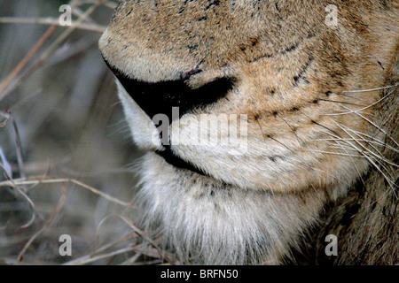Close-up of lions nose and mouth Stock Photo