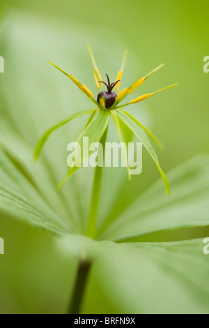 blooming  herb Paris (Paris quadrifolia) Stock Photo