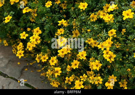 Bidens ferulifolia GOLDEN EYE flowers Stock Photo