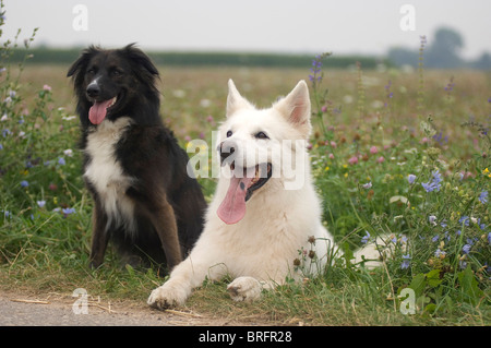 White Swiss Shepherd and Border Collie Stock Photo